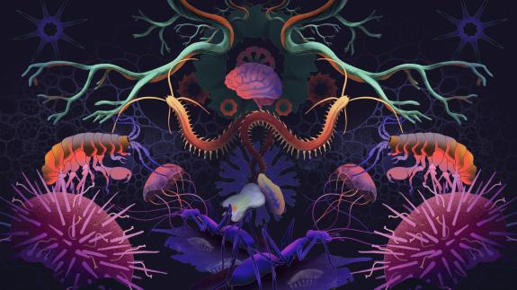 Wallpaper with illustrations of the research animals and objects involved in the virtual exhibition (jellyfish and other marine invertebrates, worms, brain, trees, cells…)