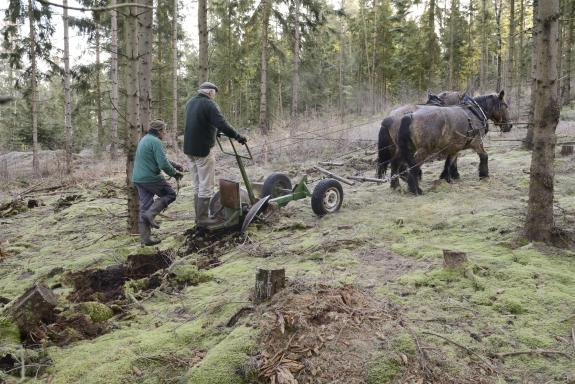 Ein Pferdezug wird für die Saat von Menschen durch den Wald gezogen.