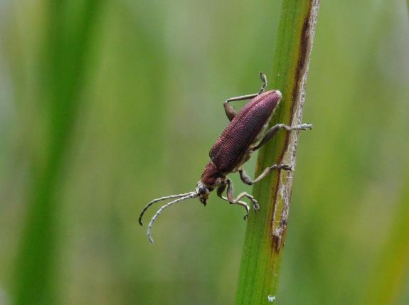 Sumpfbinsen-Schilfkäfer (Donacia thalassina) 