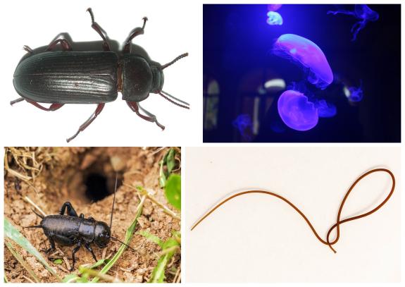 Kollage mit 4 Abbildungen: 1) Mehlkäfer (adult); 2) Medusen der Ohrenqualle; 3) Feldgrille (adult); 4) Saitenwurm (adult)