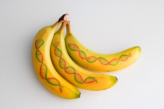 Experiment für Kinder: DNA aus Bananen sichtbar machen    