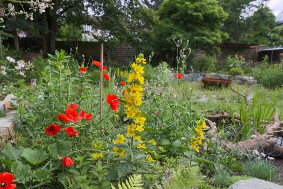 Über eine große Auswahl an heimischen Pflanzen im Garten freuen sich Insekten und andere Tiere