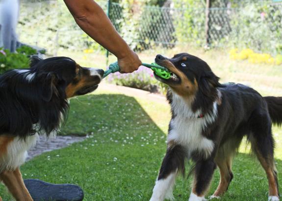 Verhalten von Hunden