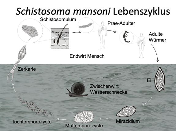 parasitärer Schistosomen-Zyklus