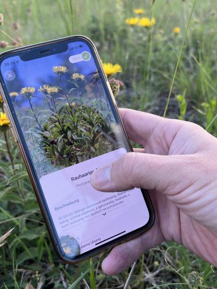 Mobiltelefon macht Aufnahme einer Pflanze.